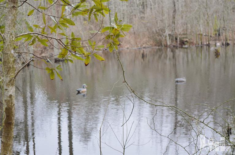 881 Beattys Bridge Road Atkinson, NC 28421 - Photo 3 of 24 Additional Photo