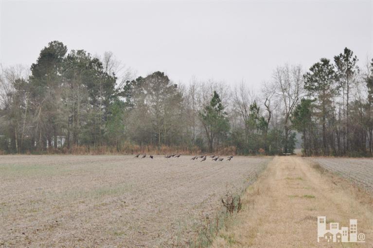 881 Beattys Bridge Road Atkinson, NC 28421 - Photo 4 of 24 Additional Photo