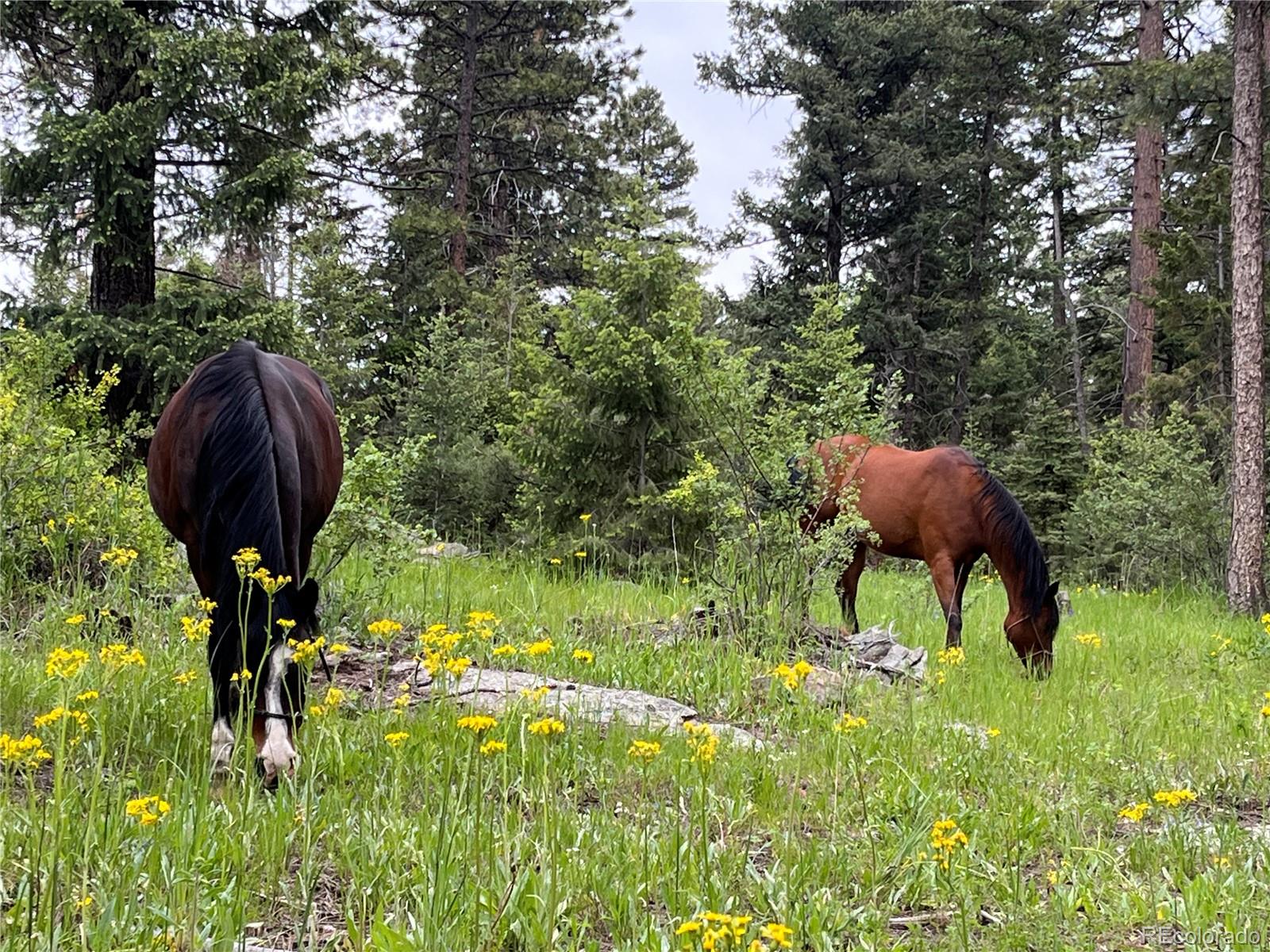9399 Granzella Road Morrison, CO 80465 - Photo 4 of 41 a view of yard and trees in the background
