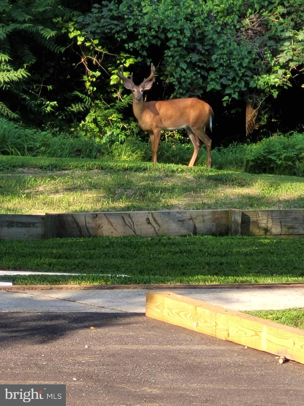 313 Nottingham Road Baltimore, MD 21229 - Photo 15 of 35 Home Backs to Wood ed Park , Deer are near.