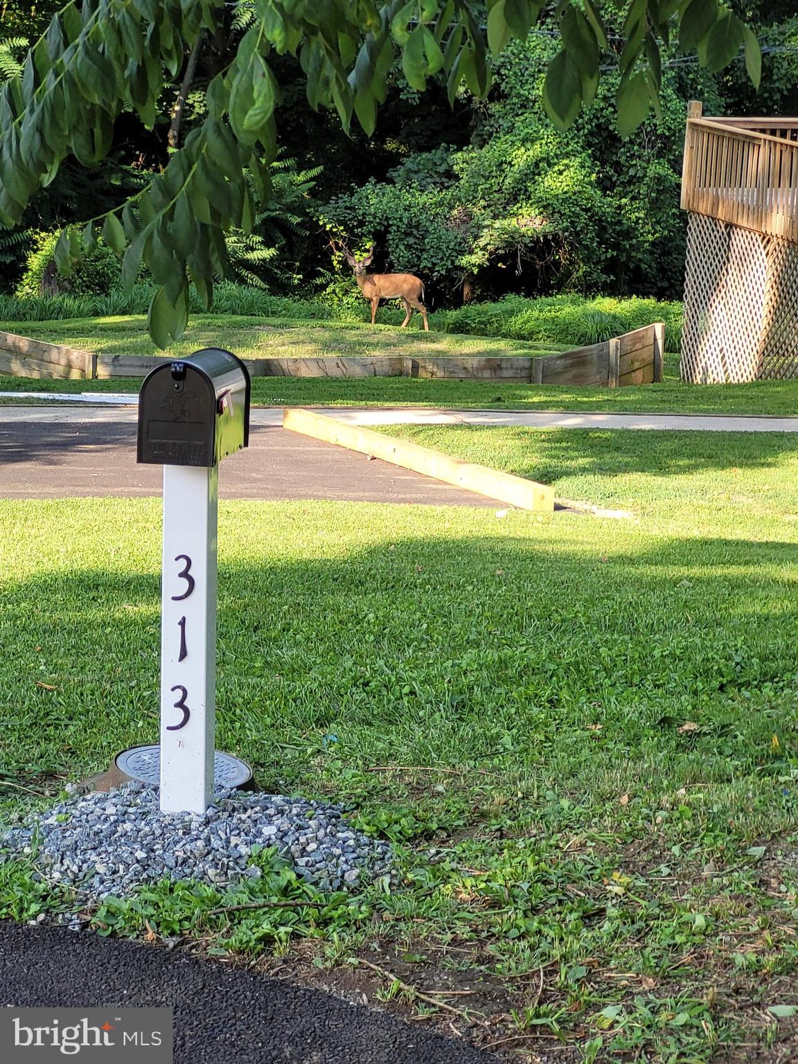 313 Nottingham Road Baltimore, MD 21229 - Photo 16 of 35 This is a deer at the end of the driveway