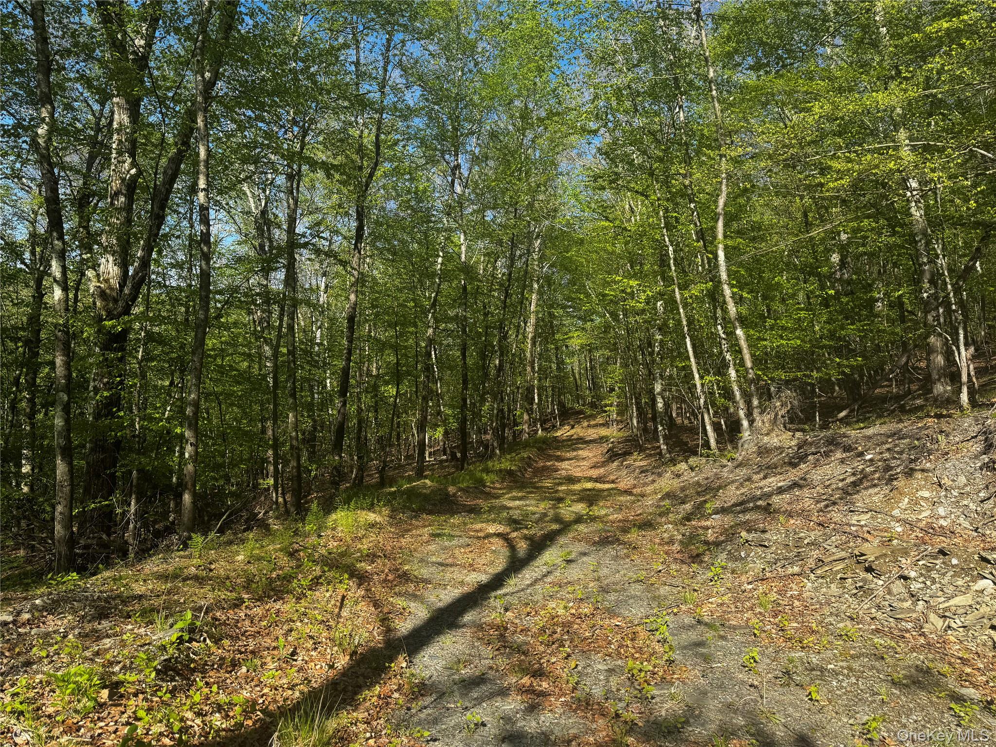 Hall Hill Road Ancram, NY 12502 - Photo 6 of 11 a view of a yard with trees