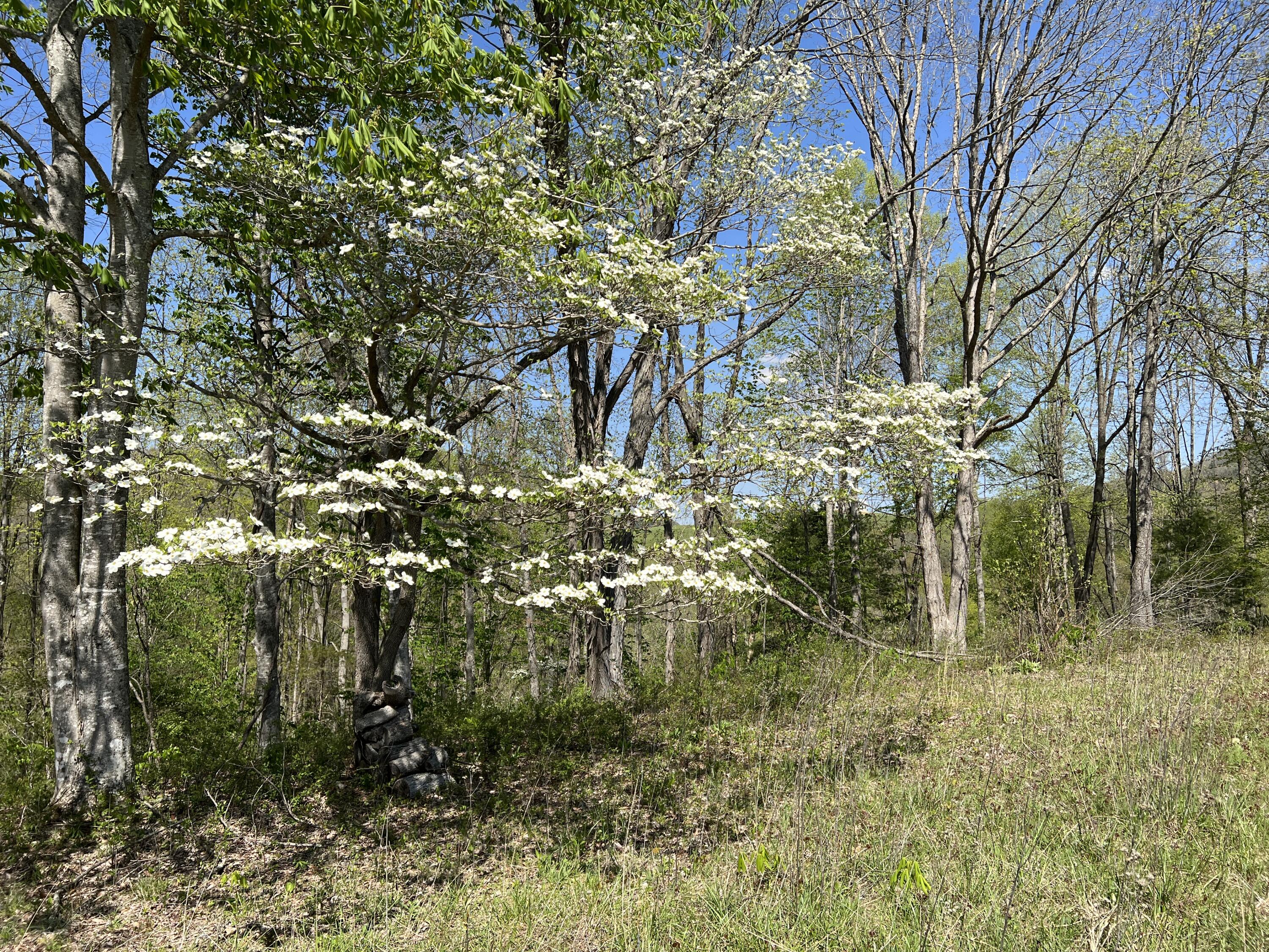 Lot 41 West Of Dry Hill Road, Unit 41 Butler, TN 37640 - Photo 11 of 26 IMG_9226