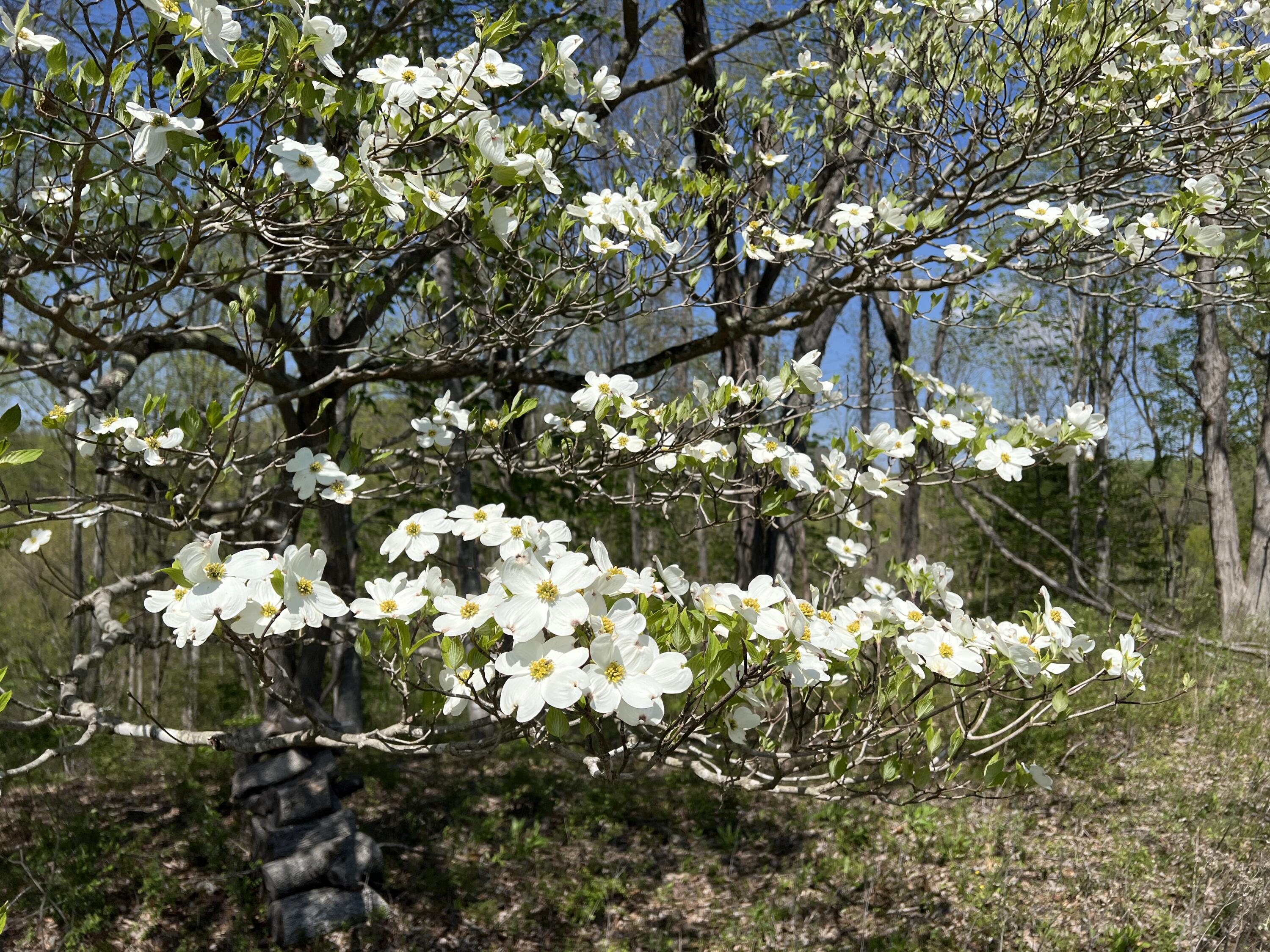 Lot 41 West Of Dry Hill Road, Unit 41 Butler, TN 37640 - Photo 13 of 26 IMG_9224