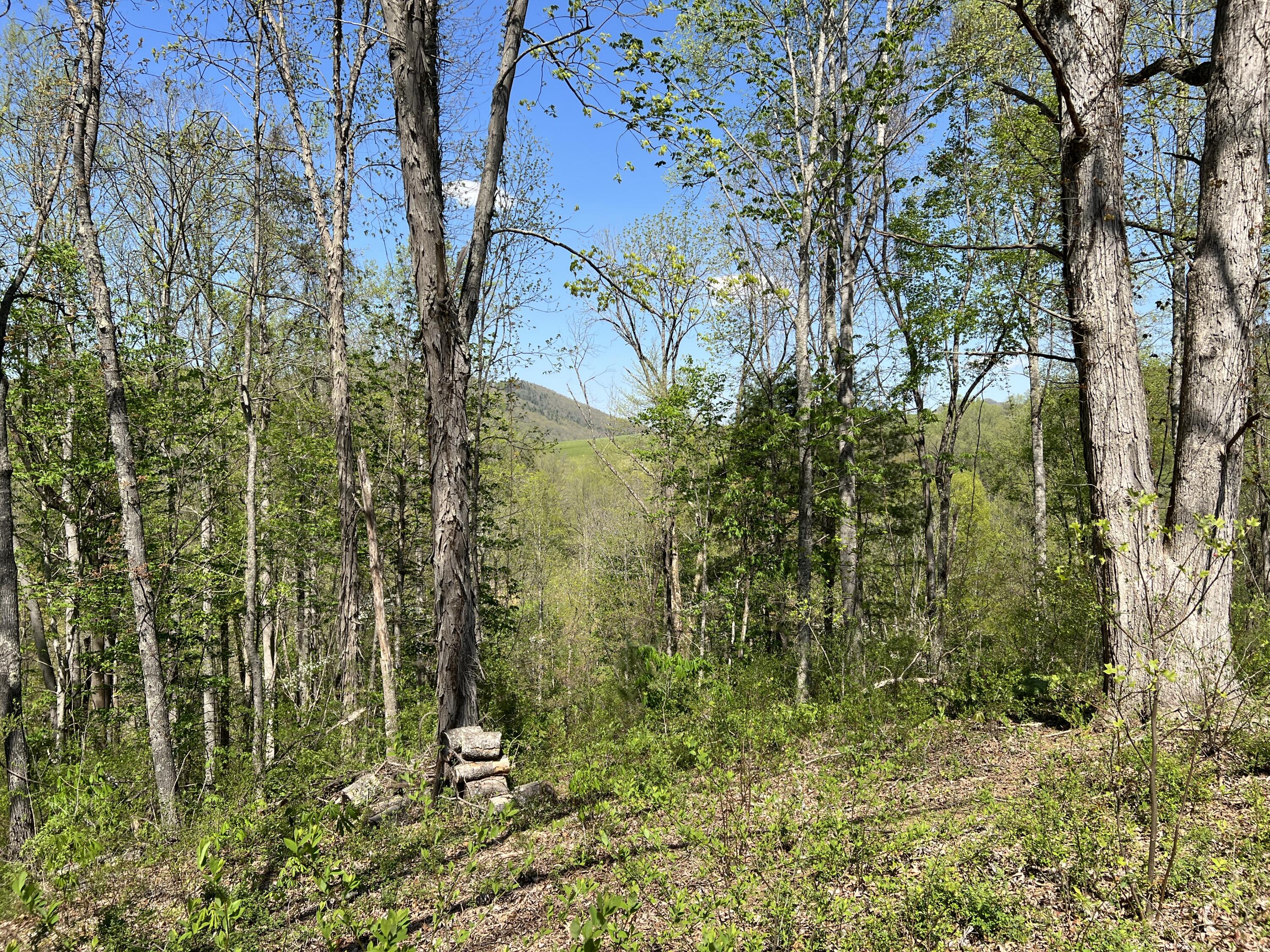 Lot 41 West Of Dry Hill Road, Unit 41 Butler, TN 37640 - Photo 9 of 26 IMG_9221