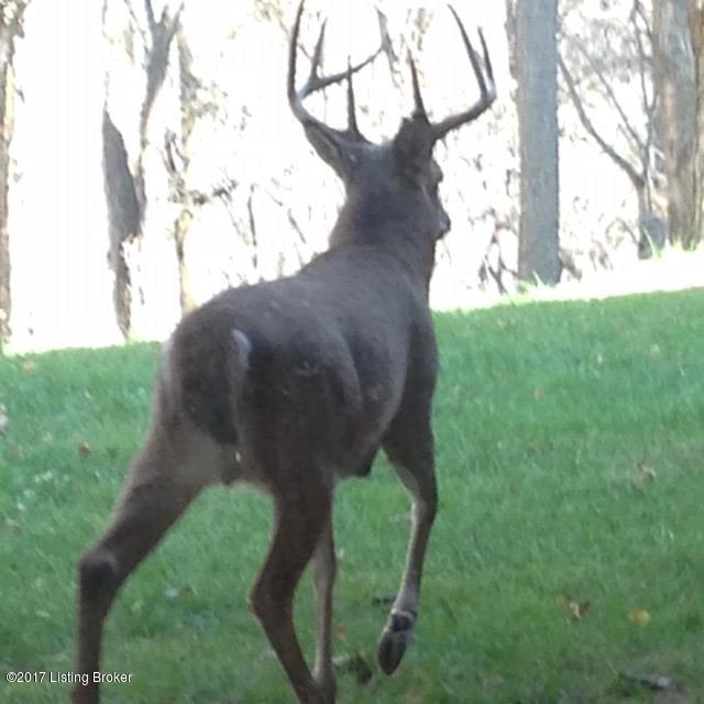 4-5 Morton Ridge Road Bedford, KY 40006 - Photo 13 of 14 deer-3