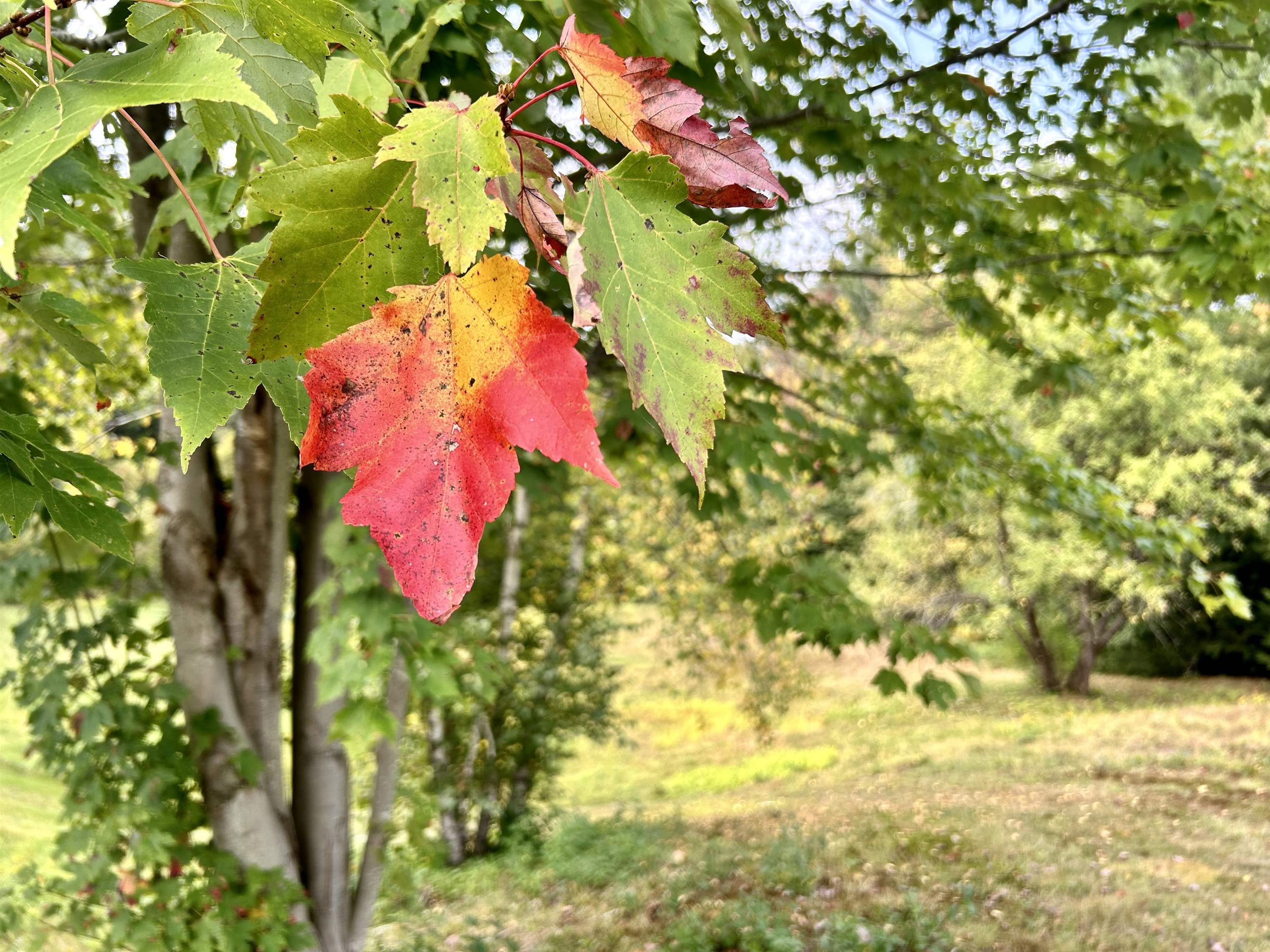 3622 Dorset West Road Dorset, VT 05251 - Photo 19 of 28