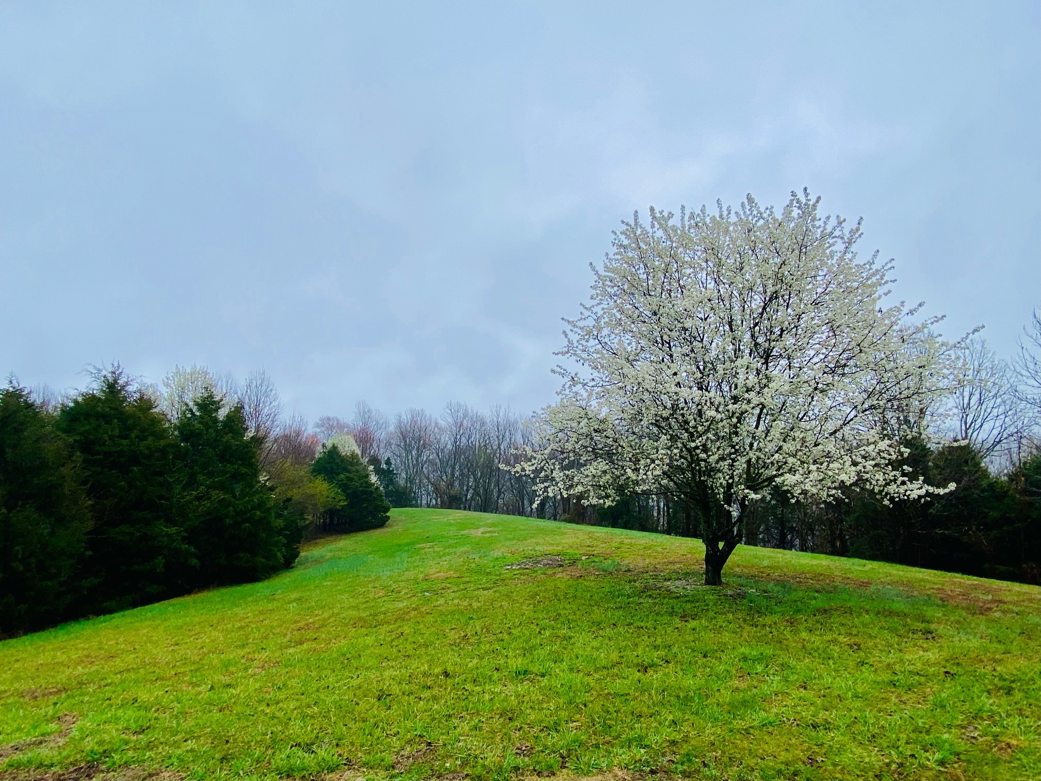 1166 Dale Ridge Road Dowelltown, TN 37059 - Photo 41 of 69