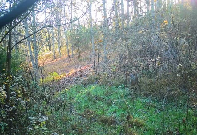 1166 Dale Ridge Road Dowelltown, TN 37059 - Photo 59 of 69