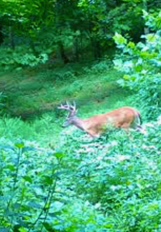 1166 Dale Ridge Road Dowelltown, TN 37059 - Photo 60 of 69 a view of backyard with green space