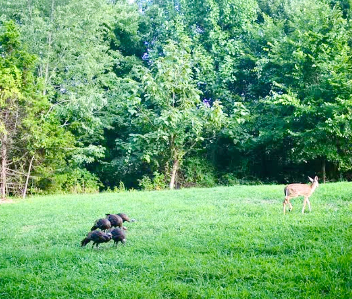 1166 Dale Ridge Road Dowelltown, TN 37059 - Photo 61 of 69 a view of a backyard with a bench