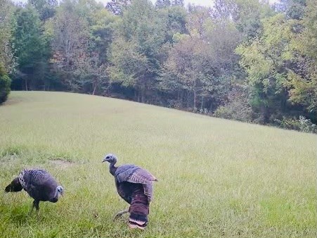 1166 Dale Ridge Road Dowelltown, TN 37059 - Photo 62 of 69