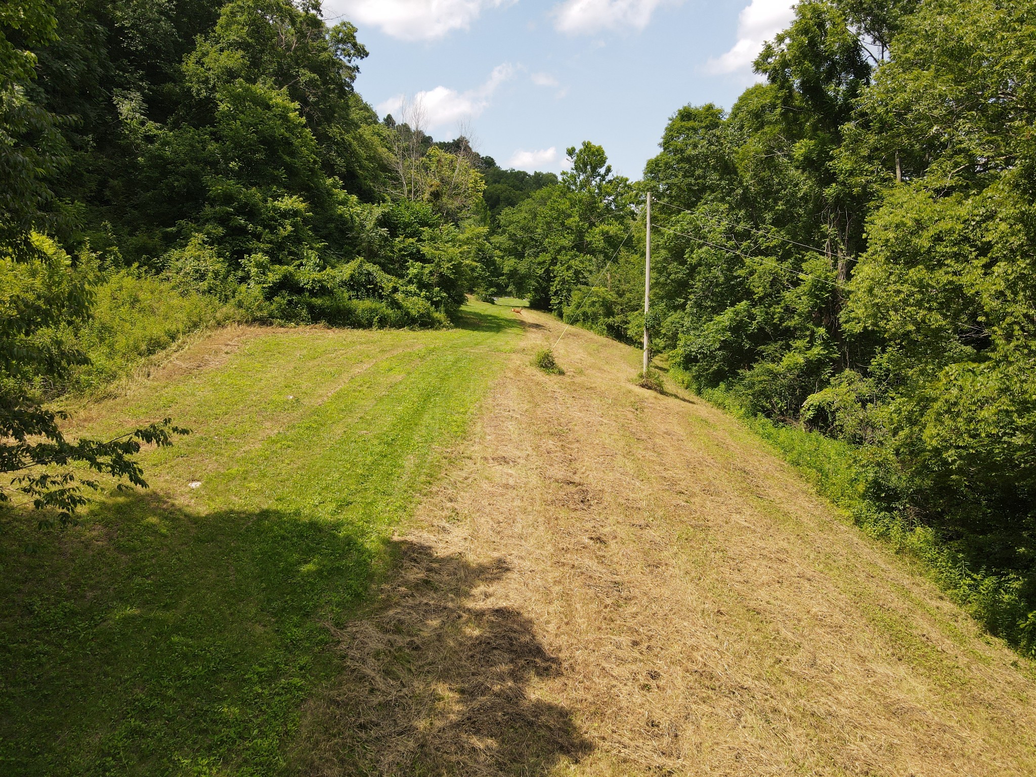 a view of a yard with a trees
