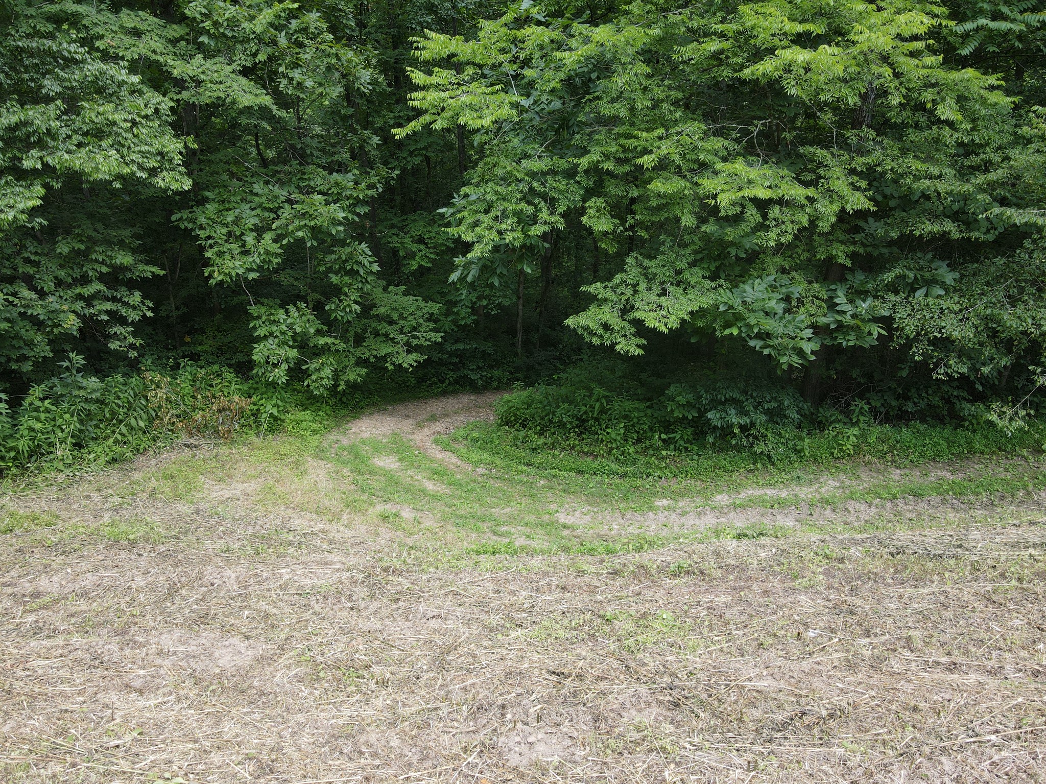 391 Difficult Road Pleasant Shade, TN 37145 - Photo 20 of 28 a view of a yard with a tree