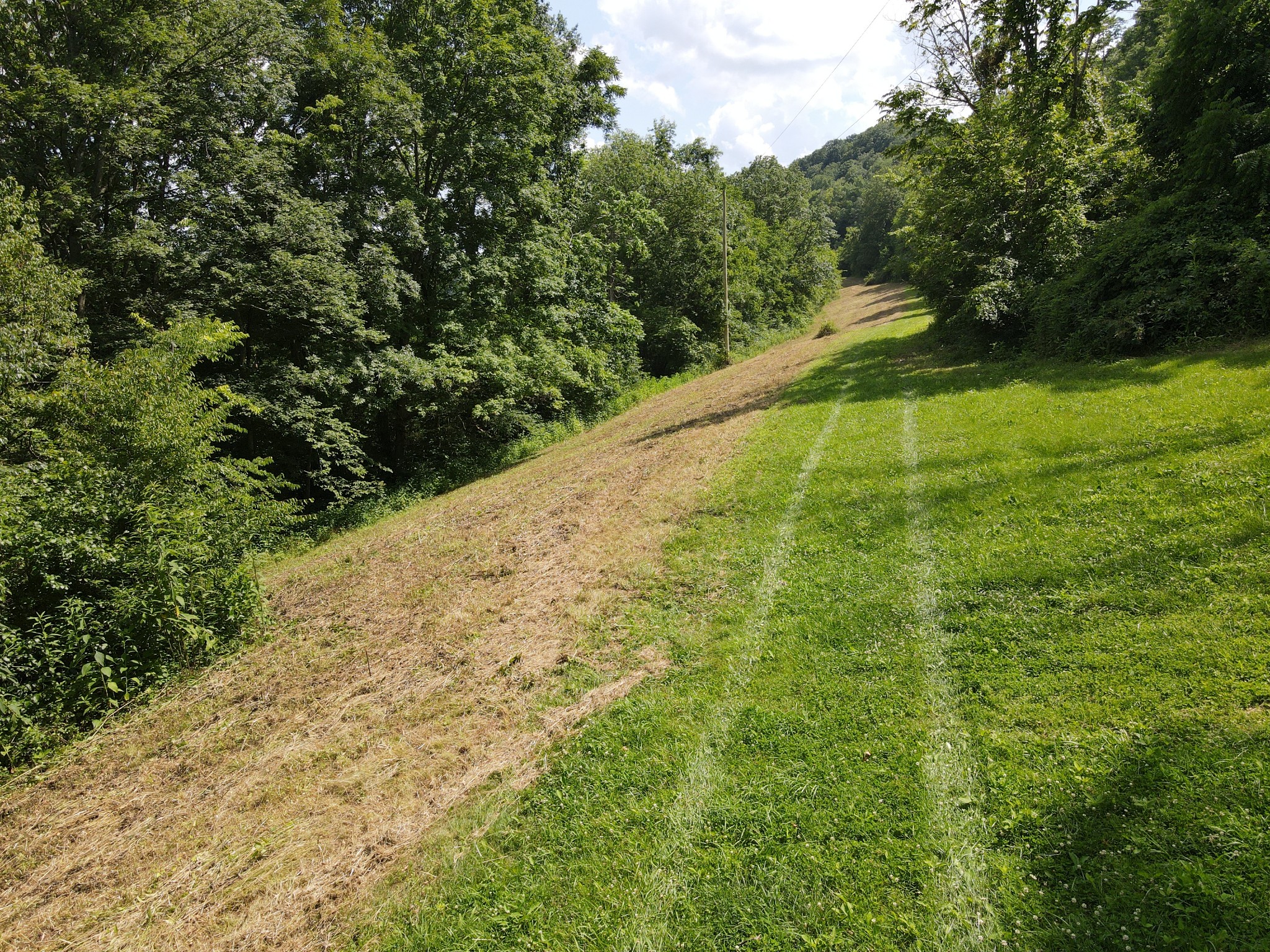 391 Difficult Road Pleasant Shade, TN 37145 - Photo 27 of 28 a view of a yard with a large trees