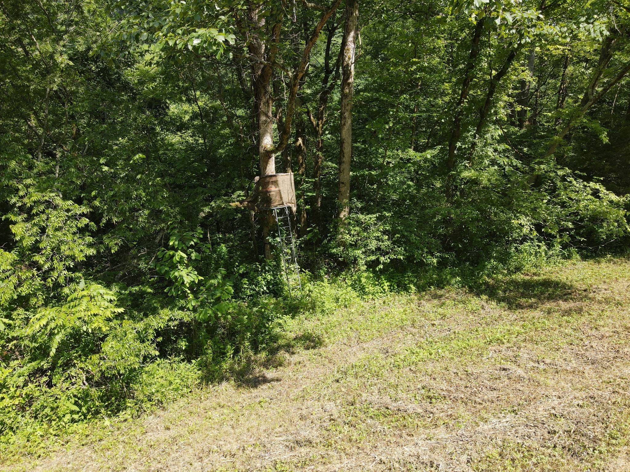 391 Difficult Road Pleasant Shade, TN 37145 - Photo 28 of 28 a view of a yard with plants