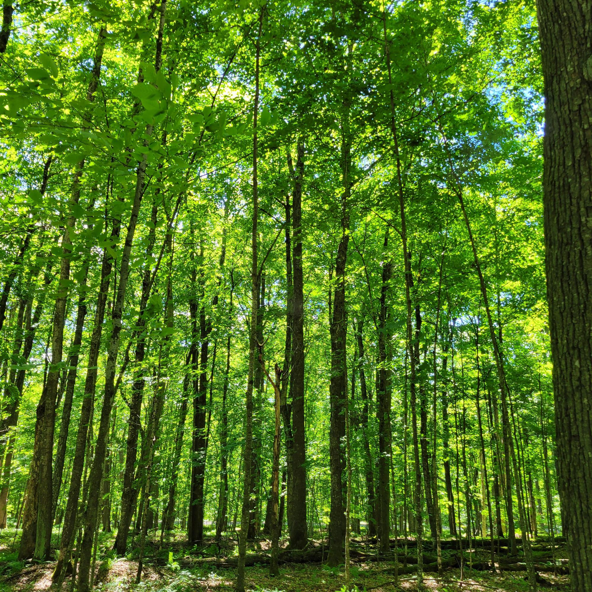 Lot 14 Red Fox Road Presque Isle, WI 54557 - Photo 1 of 17 Gallery Image 1
