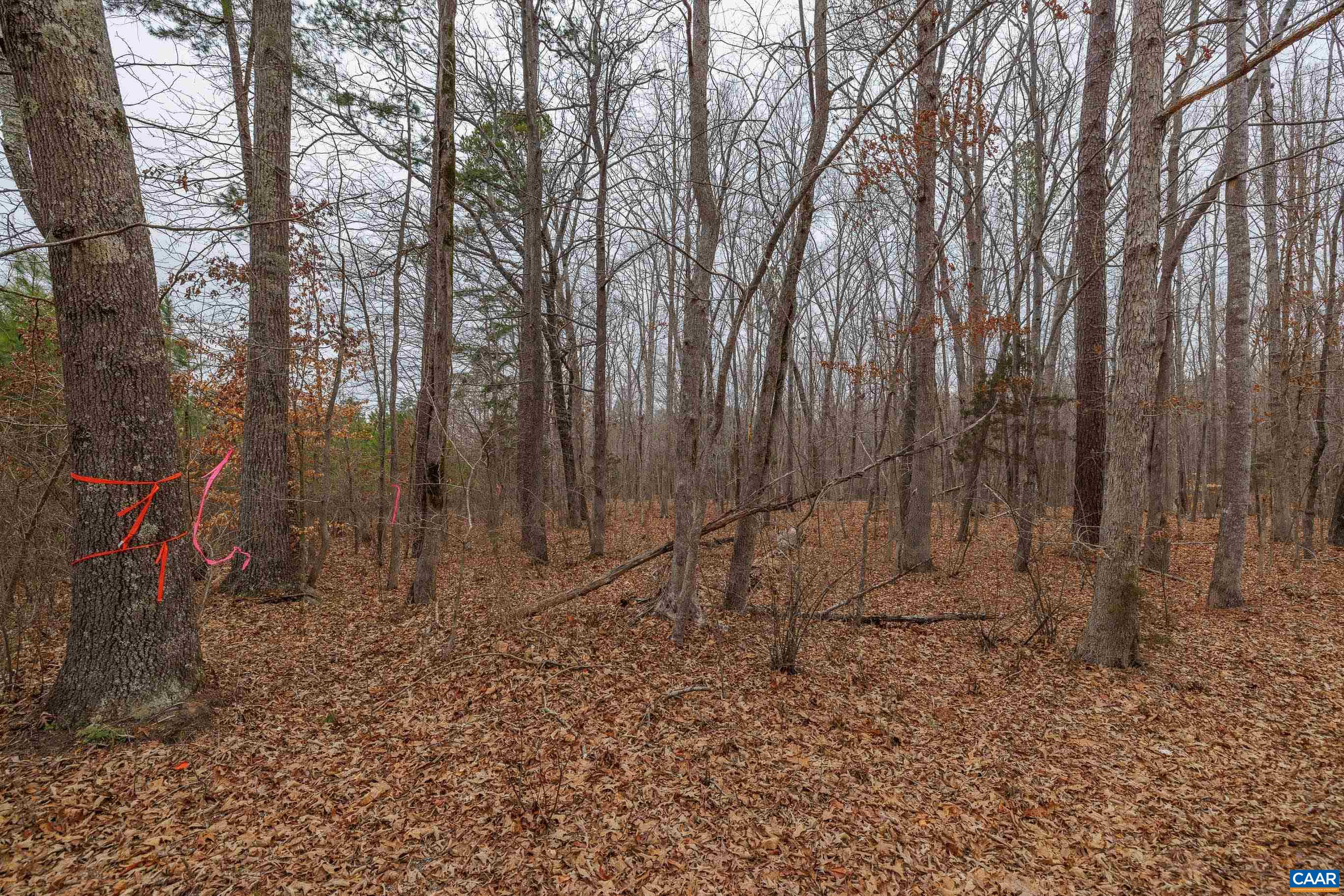 Lot 2 Piney Green Road Crewe, VA 23930 - Photo 24 of 32