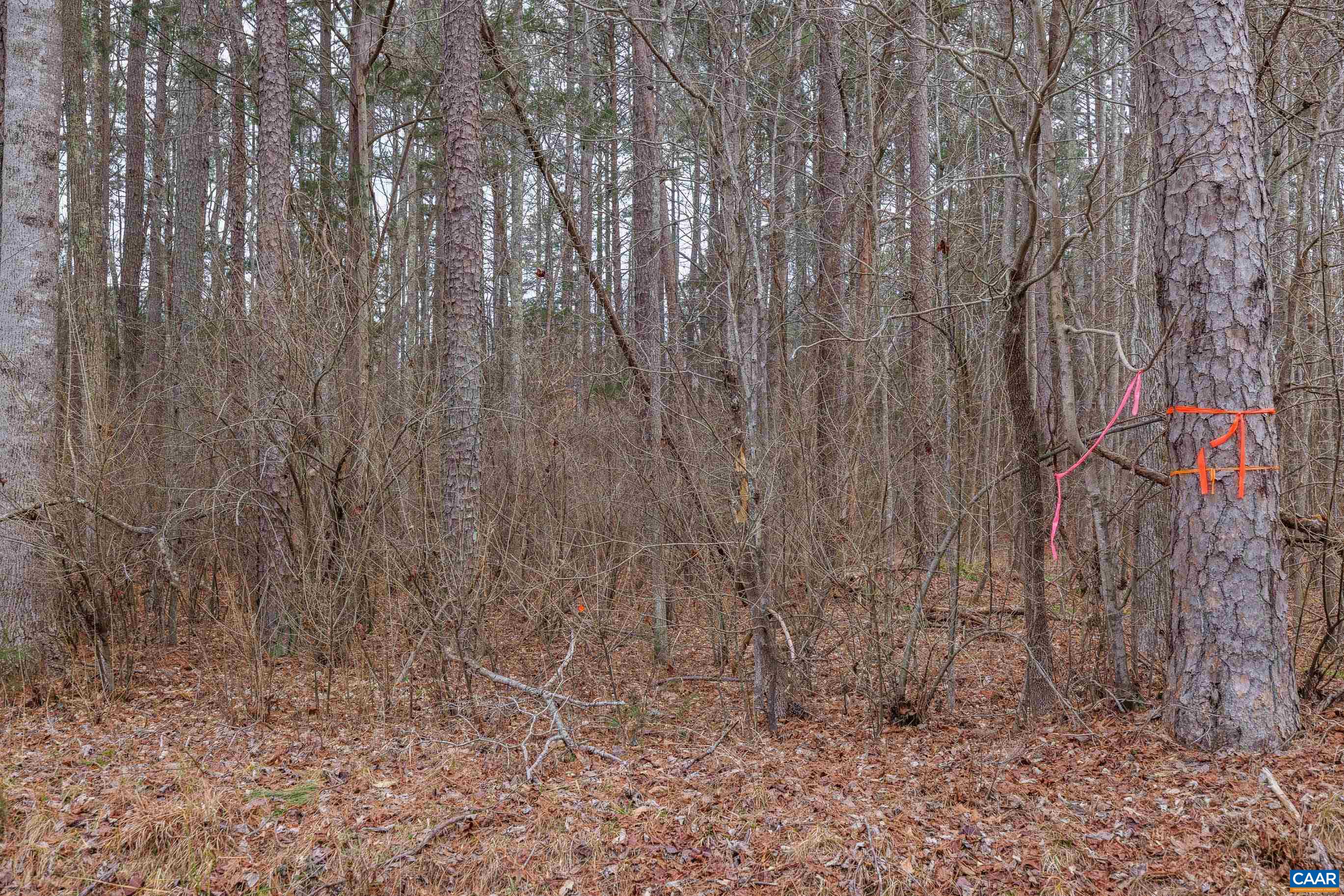 Lot 2 Piney Green Road Crewe, VA 23930 - Photo 32 of 32