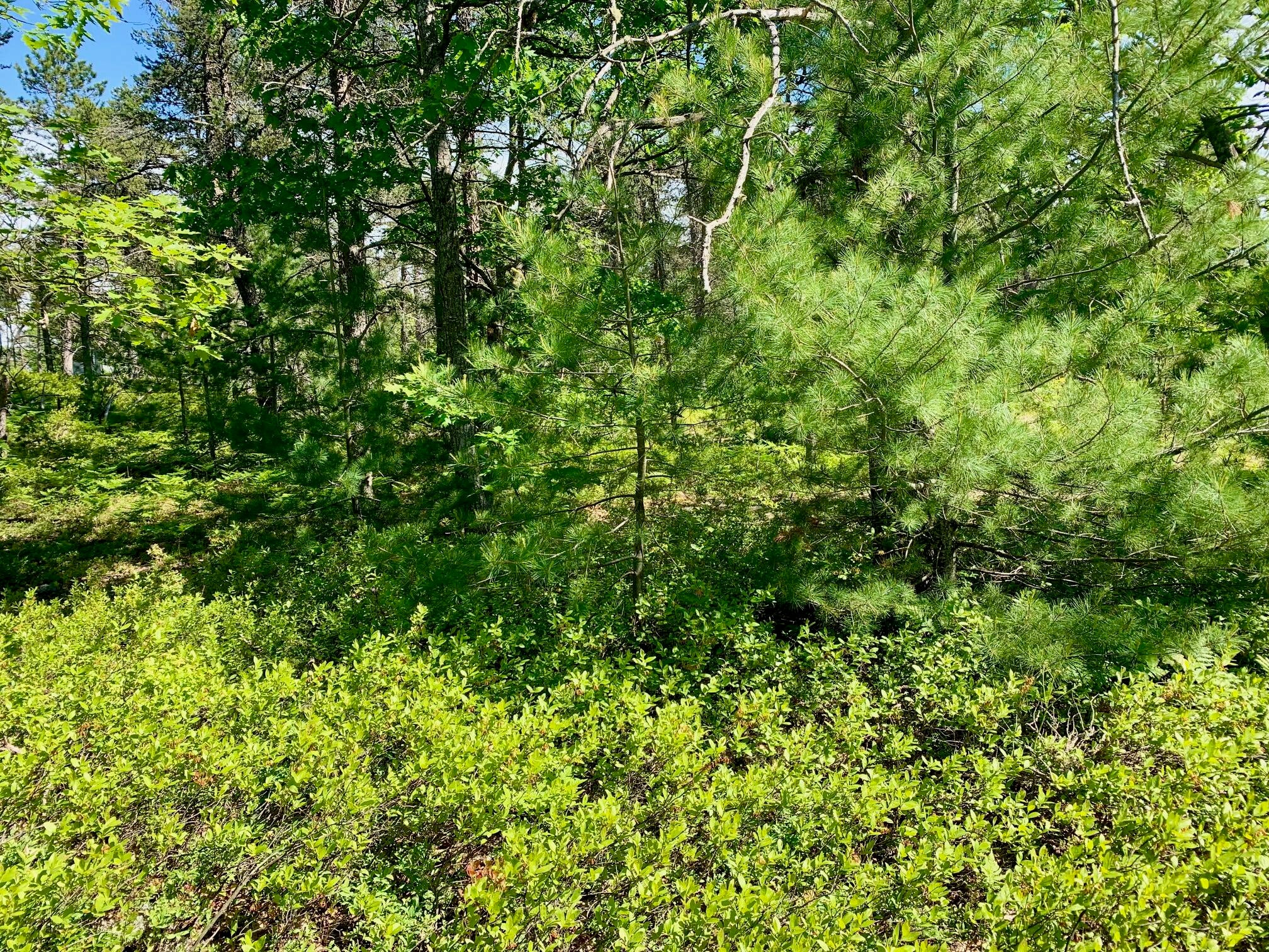 13713 North Whitefish Point Road Paradise, MI 49768 - Photo 7 of 11 Gallery Image 7