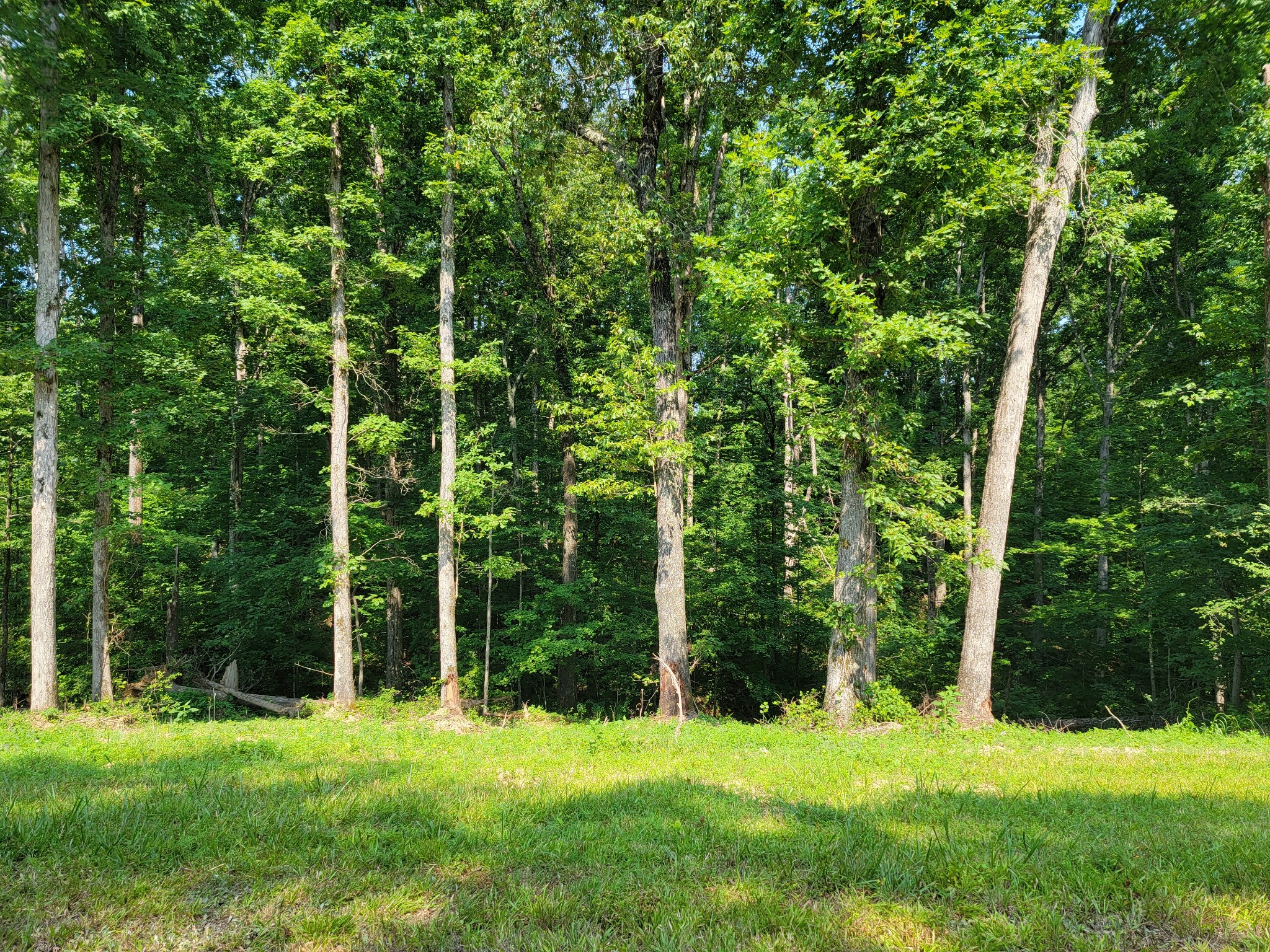 46 Wiggs Branch Road Erin, TN 37061 - Photo 4 of 5 Gallery Image 4