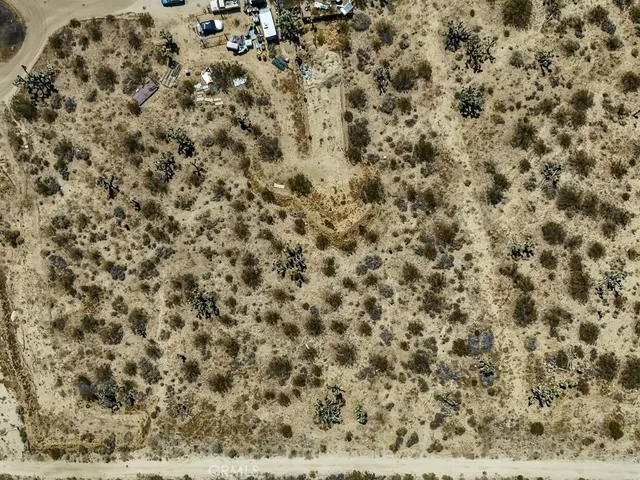 a close up of a plant