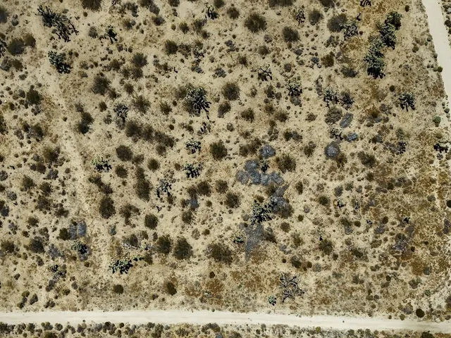 a close up of a plant