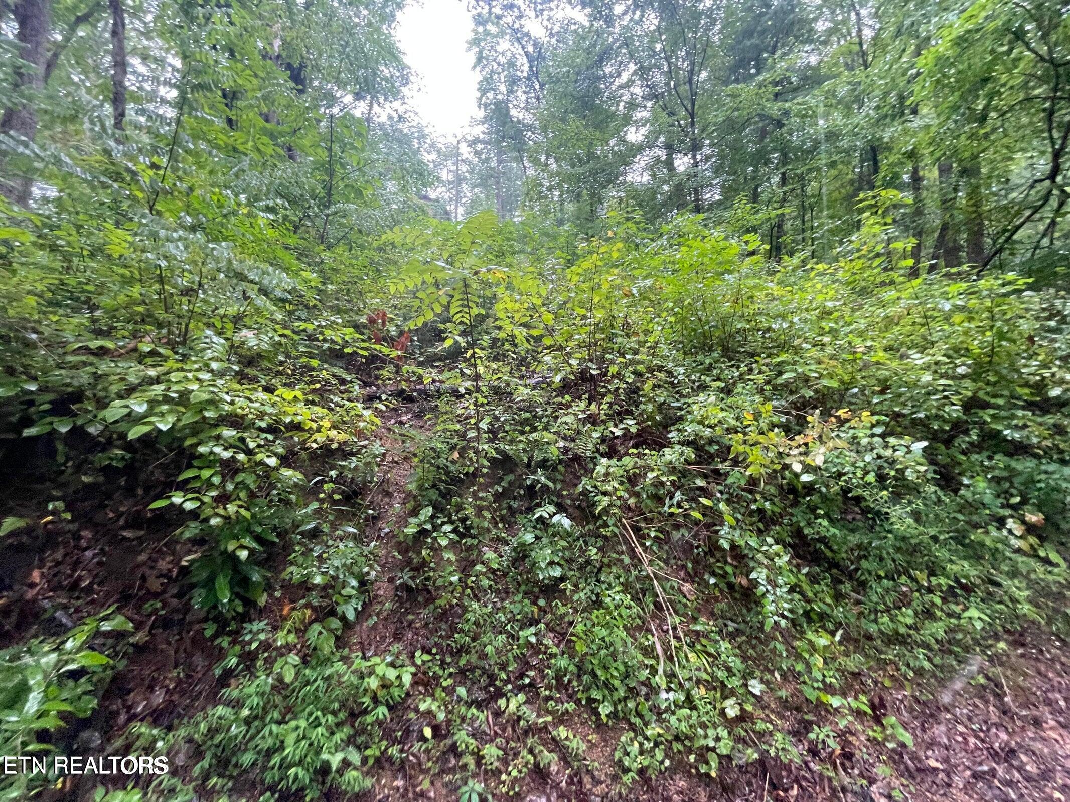 Little Cove Road Sevierville, TN 37862 - Photo 2 of 7 little cove 2