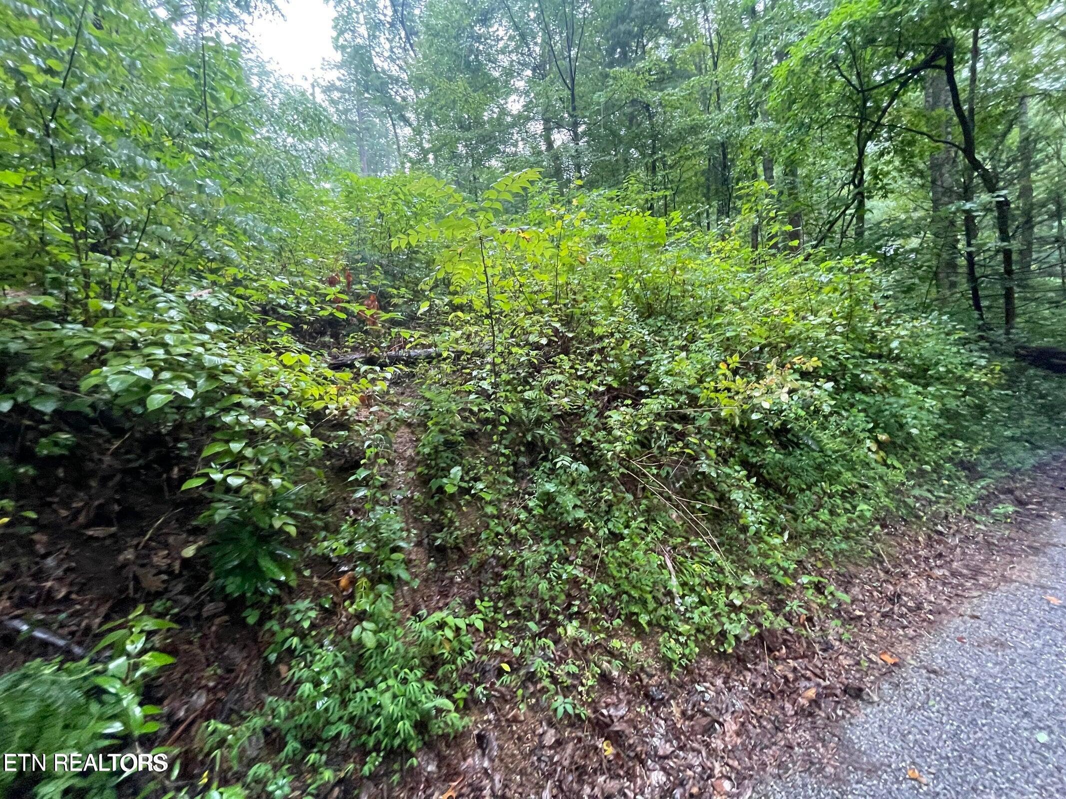 Little Cove Road Sevierville, TN 37862 - Photo 3 of 7 little cove 3