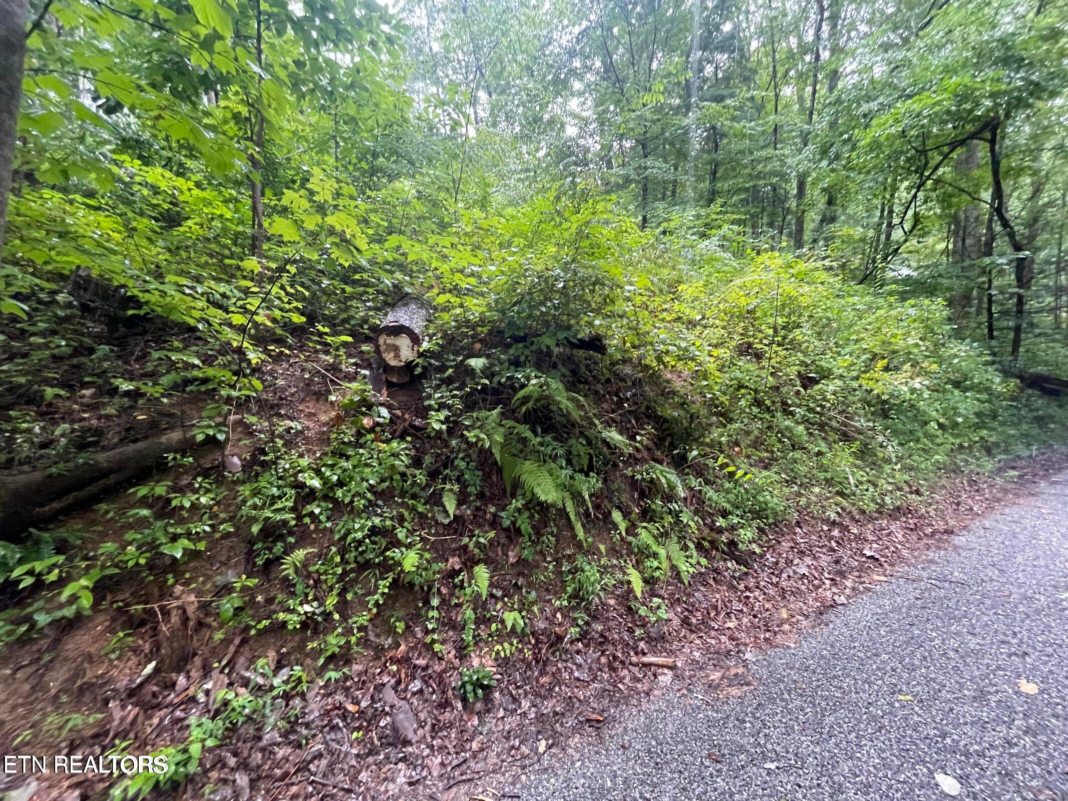 Little Cove Road Sevierville, TN 37862 - Photo 4 of 7 little cove 4