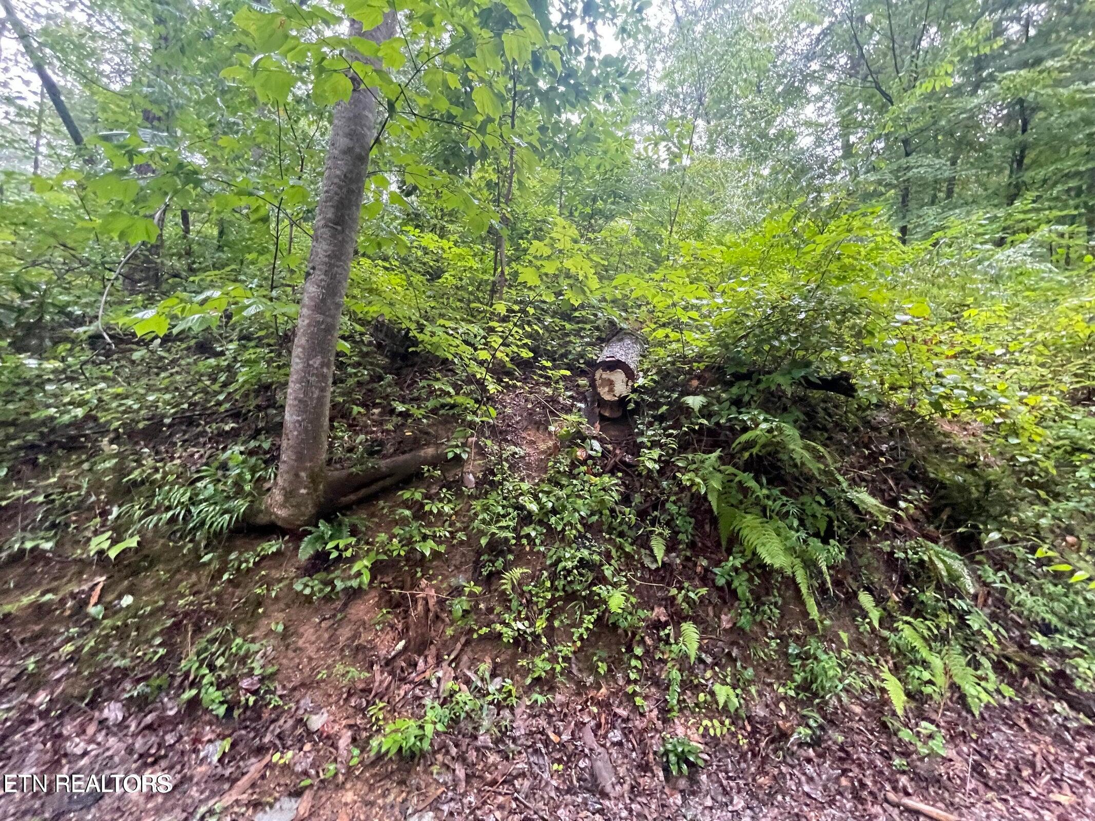 Little Cove Road Sevierville, TN 37862 - Photo 5 of 7 little cove 5