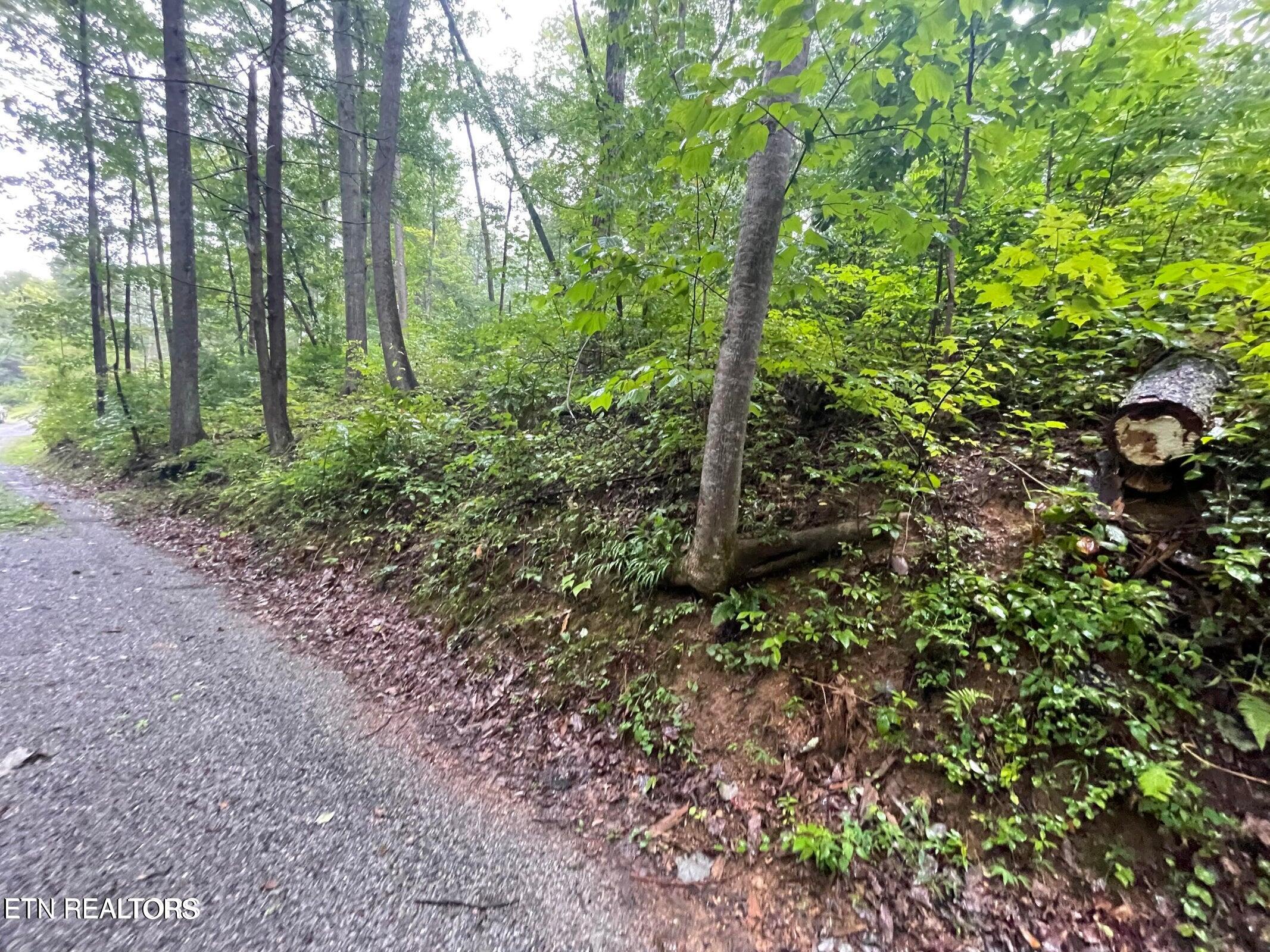 Little Cove Road Sevierville, TN 37862 - Photo 6 of 7 little cove 6