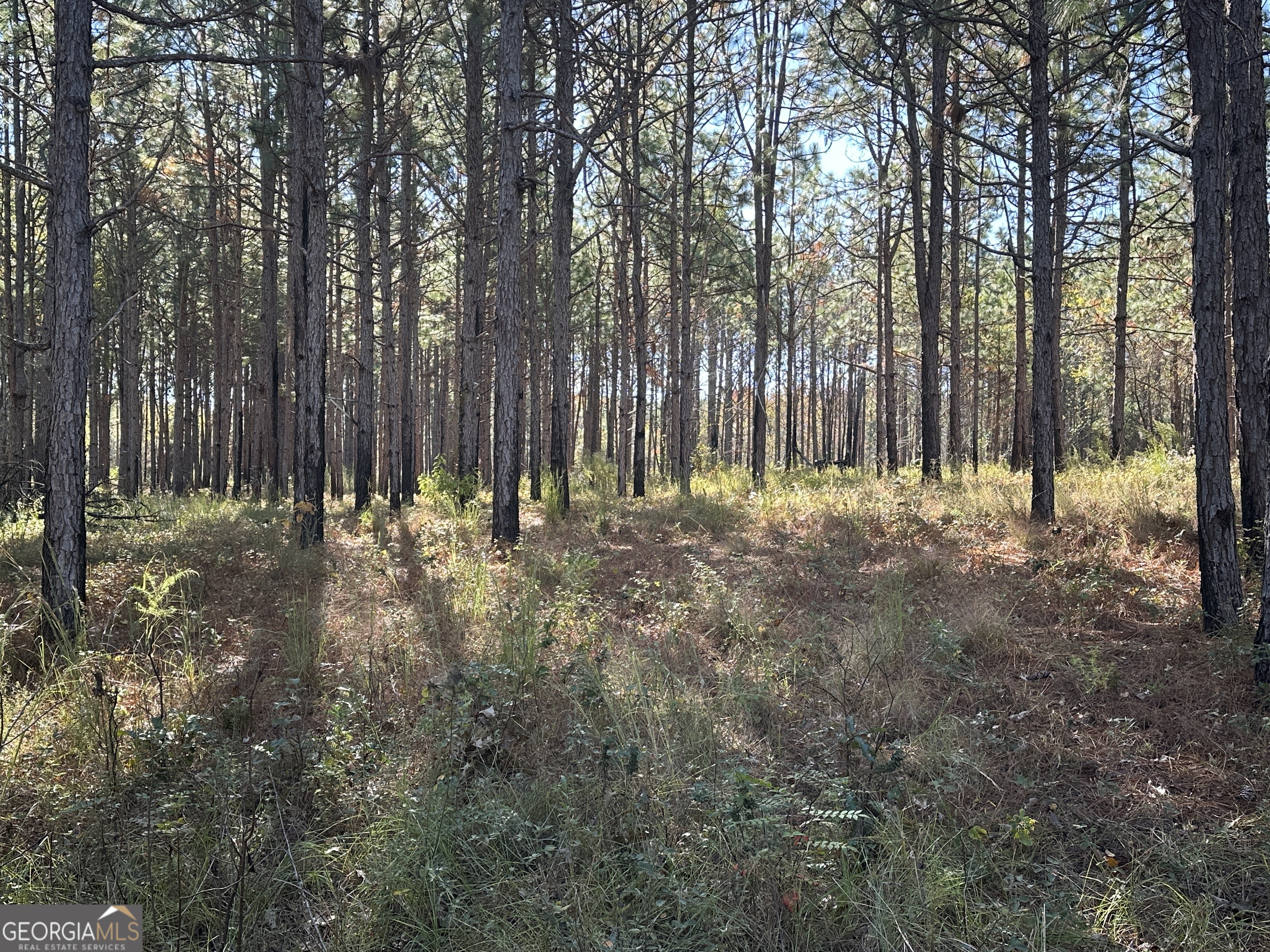 0 Buck Creek Road Sylvania, GA 30467 - Photo 17 of 18 a view of outdoor space and yard