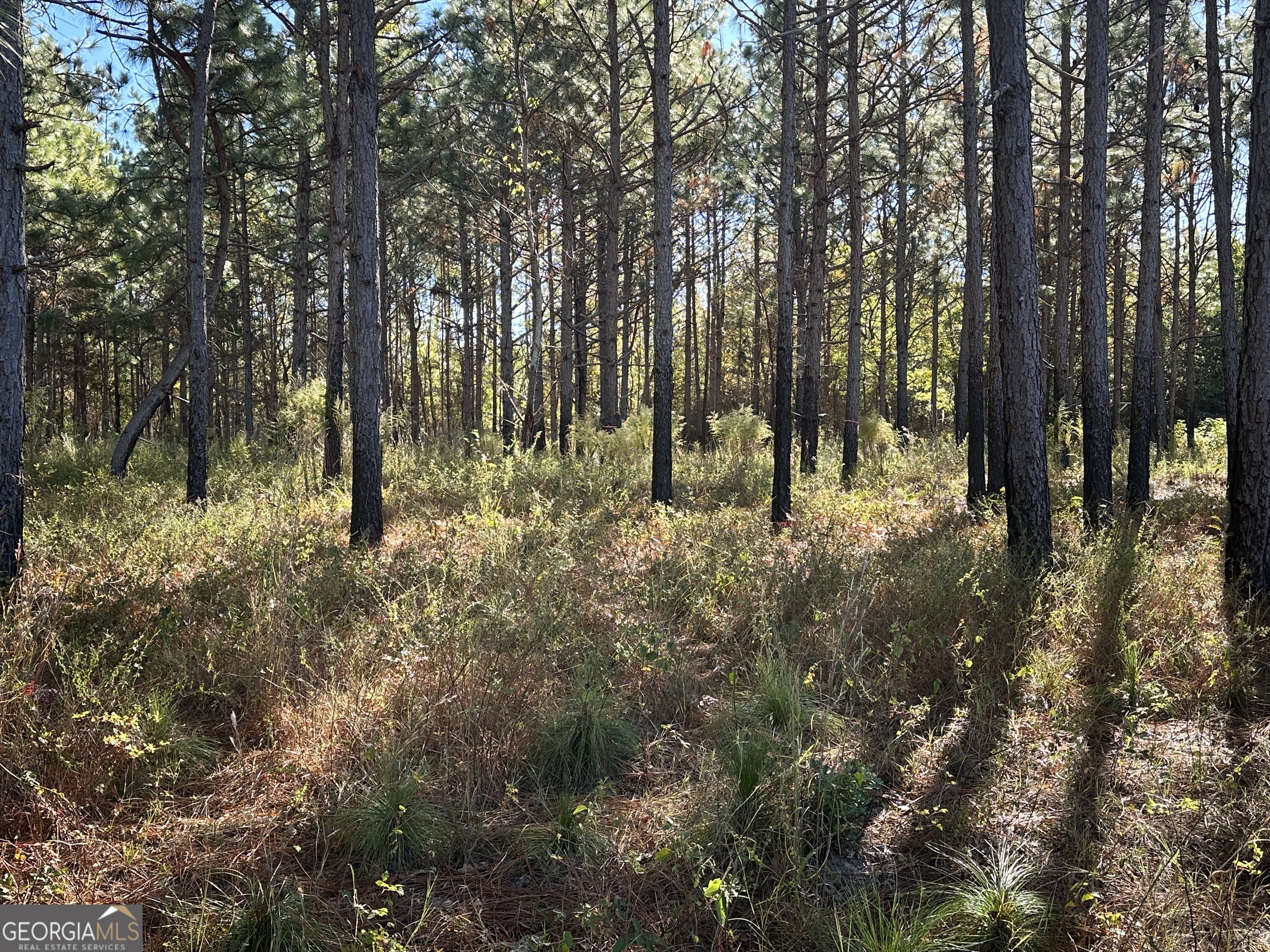 0 Buck Creek Road Sylvania, GA 30467 - Photo 18 of 18 a big yard with lots of green space and trees