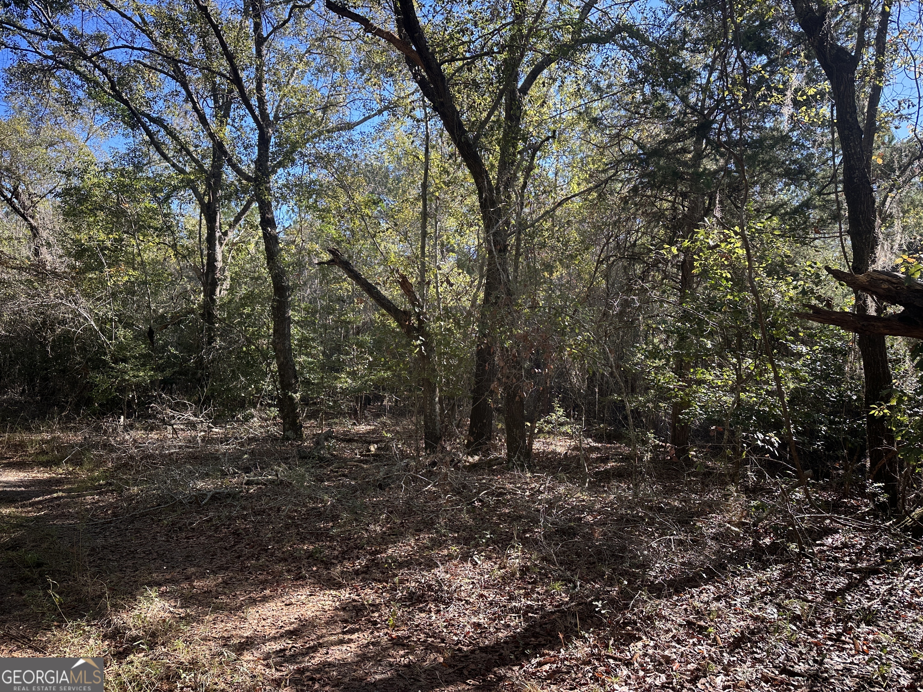 0 Buck Creek Road Sylvania, GA 30467 - Photo 10 of 18 a view of a forest