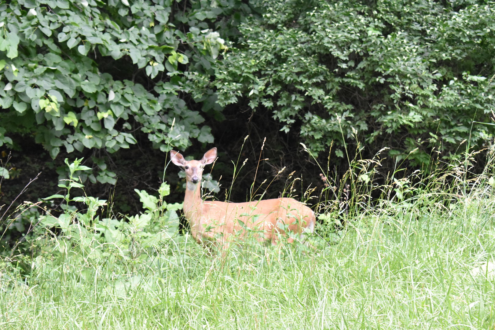 481 Lake Thunderbird Drive Putnam, IL 61560 - Photo 10 of 10