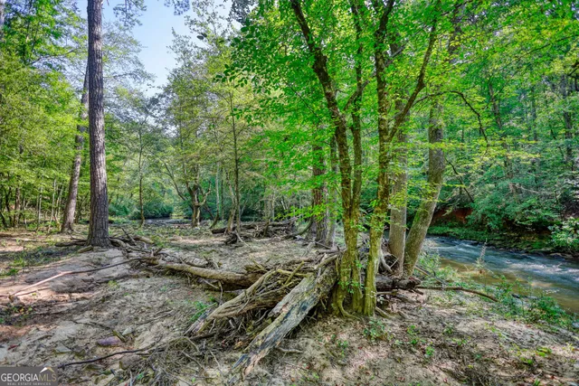 a view of a forest filled with trees