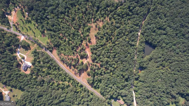 a view of a forest with a tree