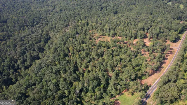 view of a forest with a tree