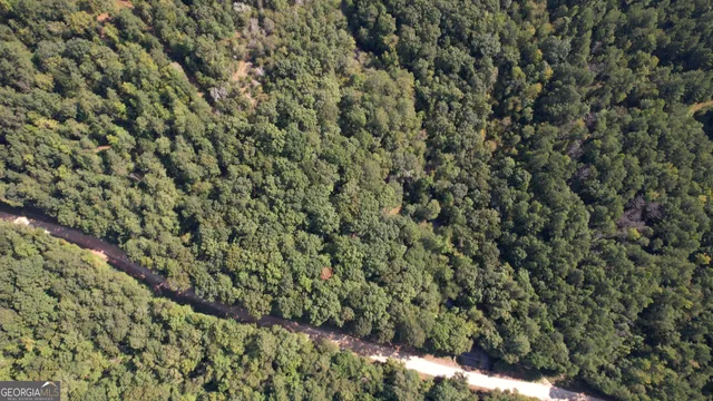 a view of a forest with a tree