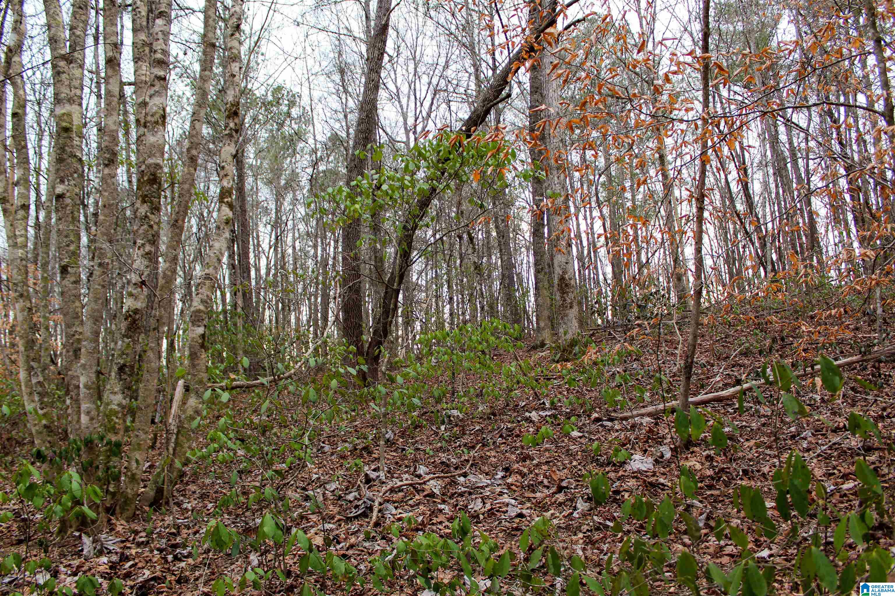 339 County Road Nauvoo, AL 35578 - Photo 46 of 57