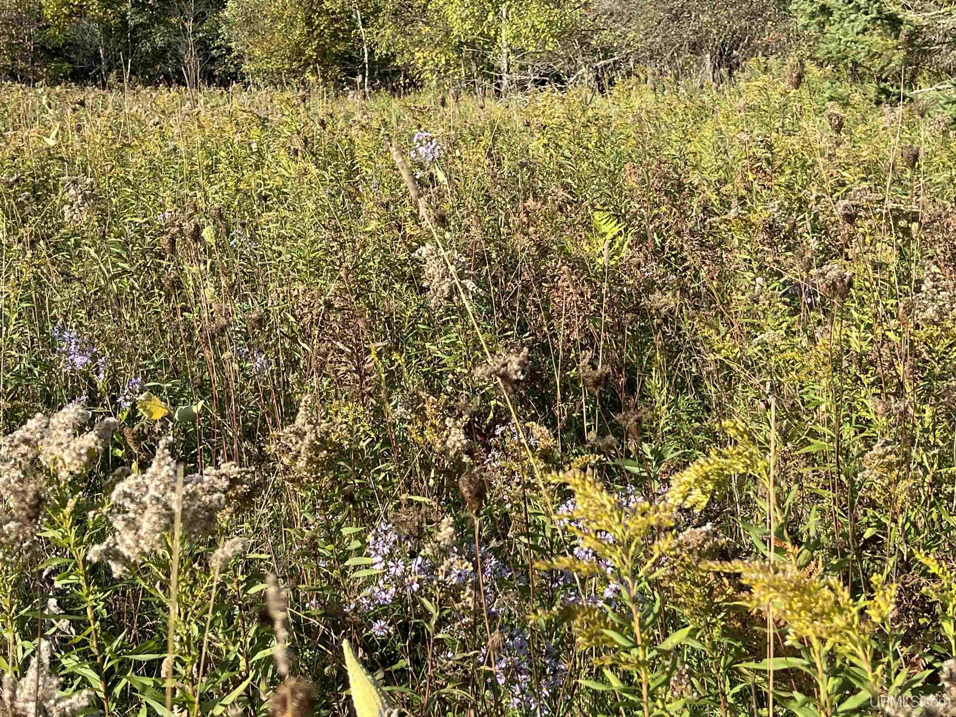 40-acres County Pit Road, Unit PARCEL #4 Manistique, MI 49854 - Photo 11 of 41 Gallery Image 11