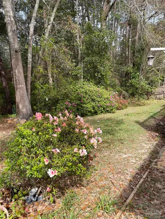 a view of a garden with plants