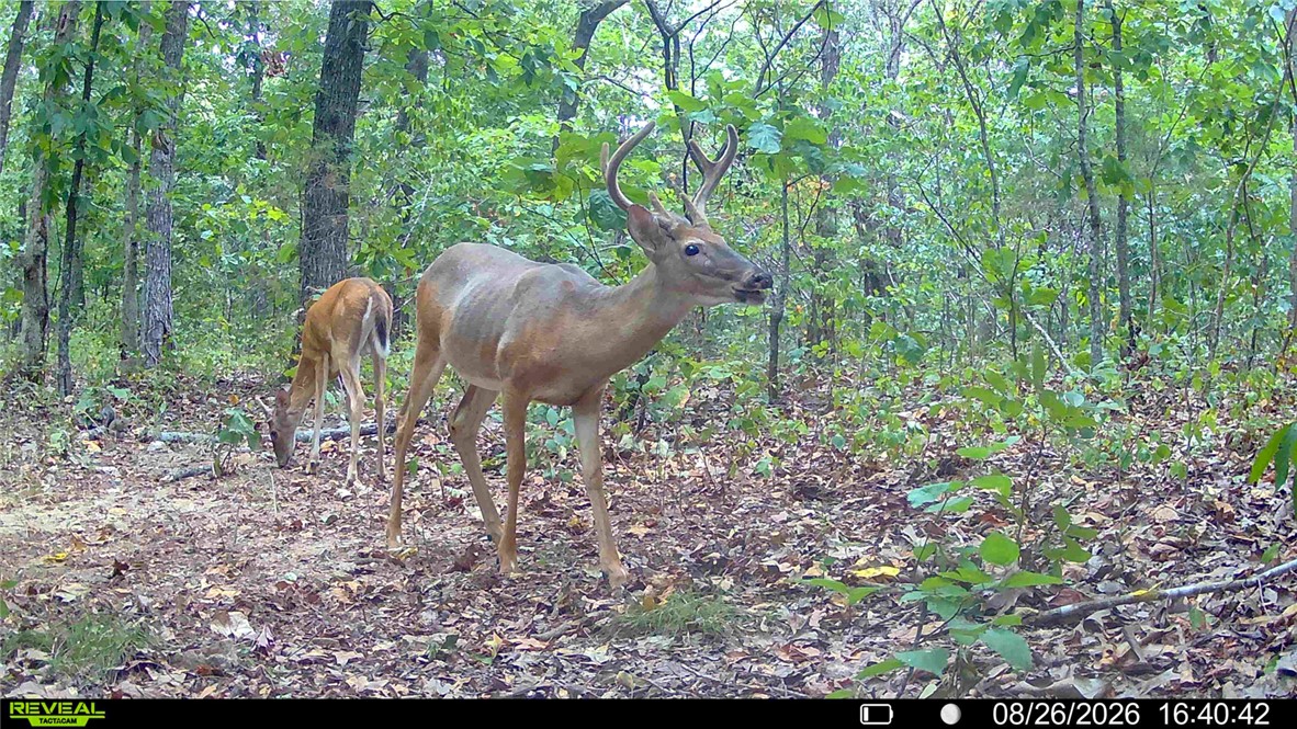 922 Baker Cemetery Road Williford, AR 72482 - Photo 50 of 50 Gallery Image 50