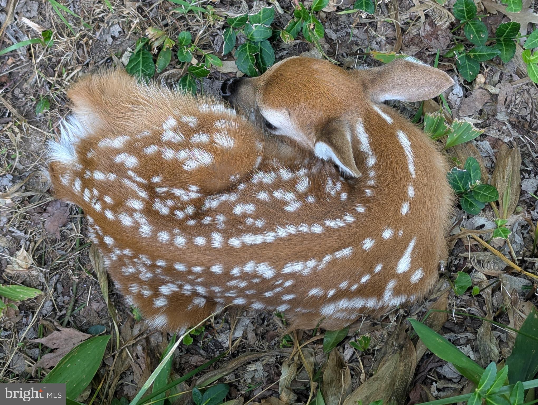14612 Fairacres Road Silver Spring, MD 20905 - Photo 50 of 53 a view of a tree with yard in front of it
