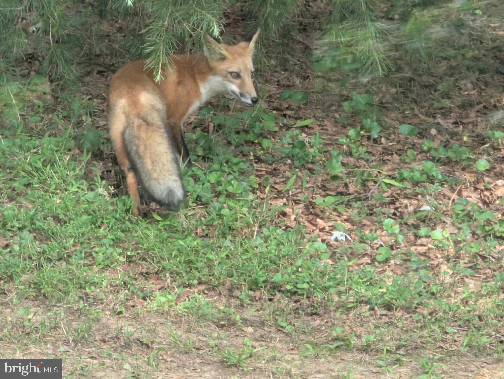 14612 Fairacres Road Silver Spring, MD 20905 - Photo 52 of 53 a close up of a plant in a garden