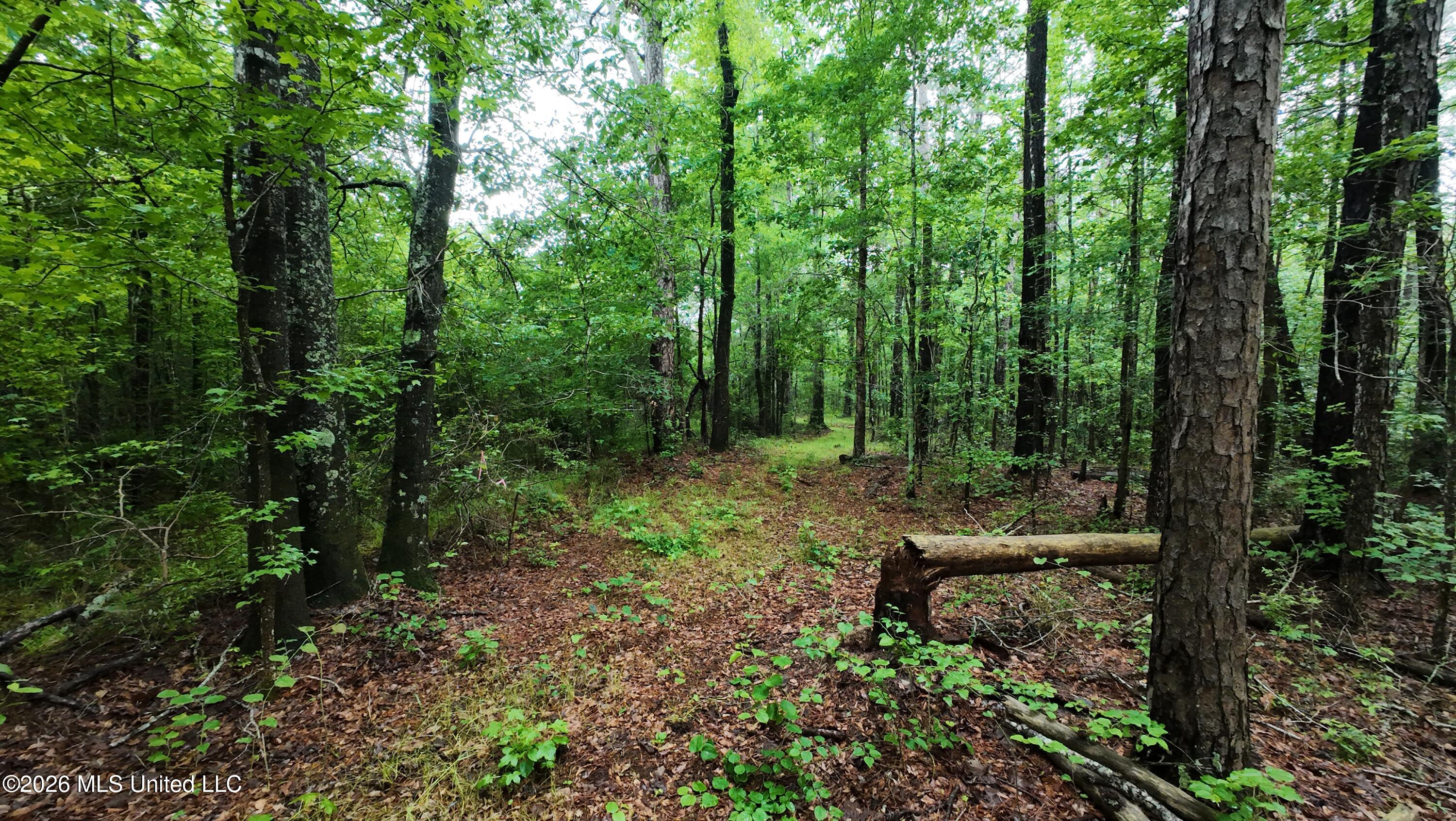 6936 Hillsboro-Ludlow Road Forest, MS 39074 - Photo 7 of 22 DJI_20260429130656_0132_D