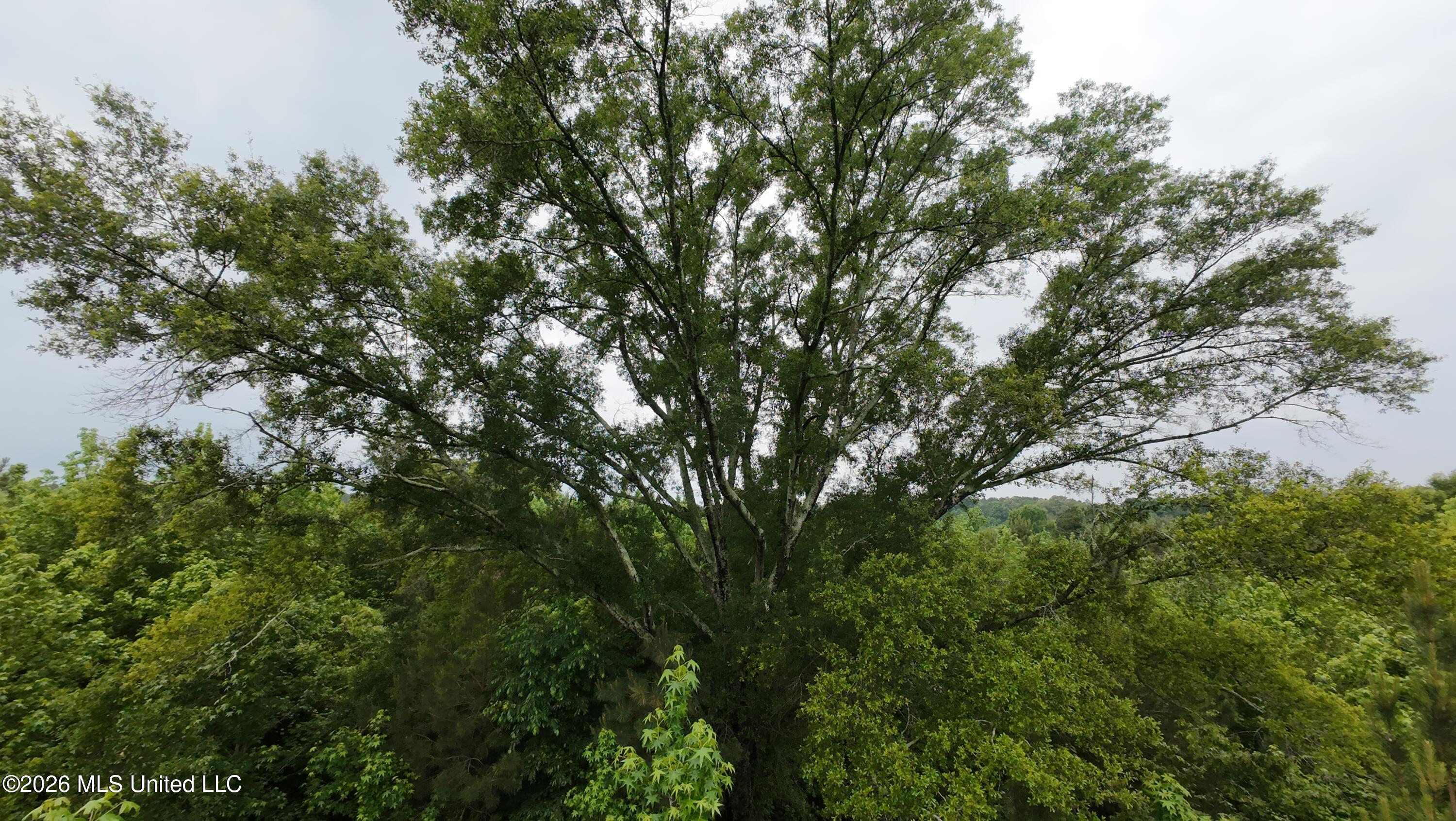 6936 Hillsboro-Ludlow Road Forest, MS 39074 - Photo 8 of 22 DJI_20260429131759_0148_D