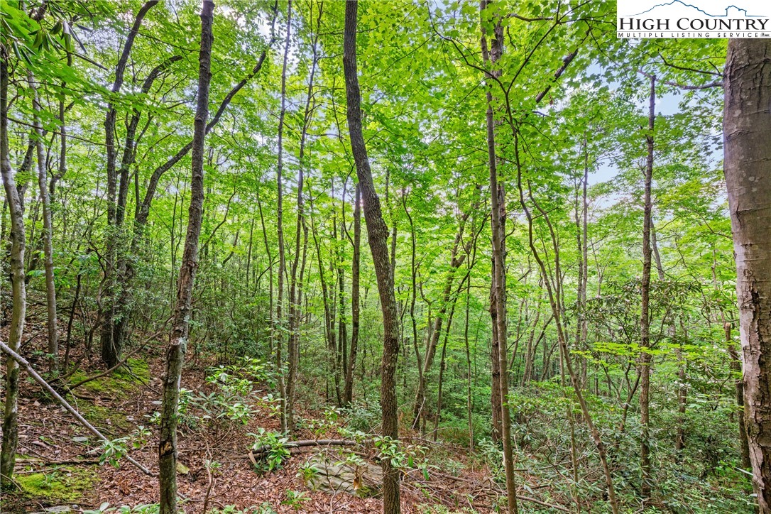 Lot 330 Pepperroot Road Boone, NC 28607 - Photo 12 of 16 a view of forest