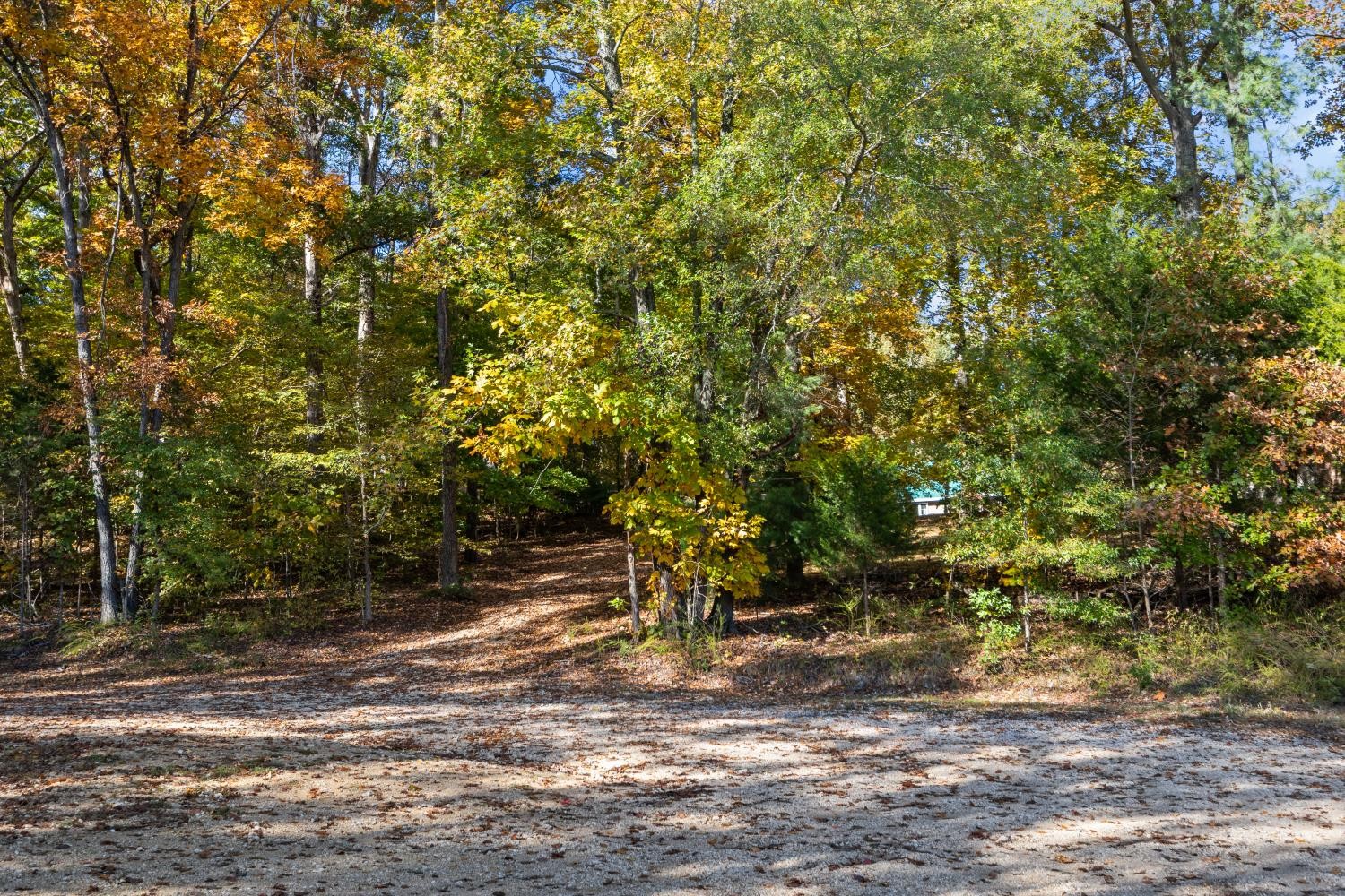 0 Stirling Road Camden, TN 38320 - Photo 2 of 41 a view of a yard with plants and trees